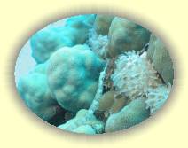 IMG_2007_05_30 13_44_48 * 2272 x 1704 * (592KB)